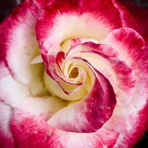 Meet your Posher, Kyla